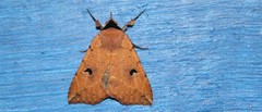 Goniocarsia