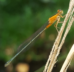 Ischnura senegalensis