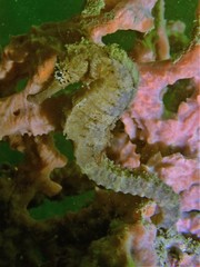 Hippocampus comes