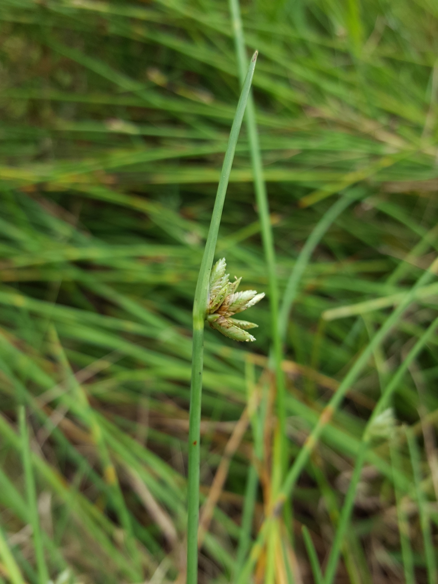 (c) François Rousseu, certains droits réservés (CC BY-NC) https://www.inaturalist.org/observations/119694316