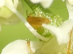 Frankliniella