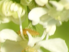Frankliniella