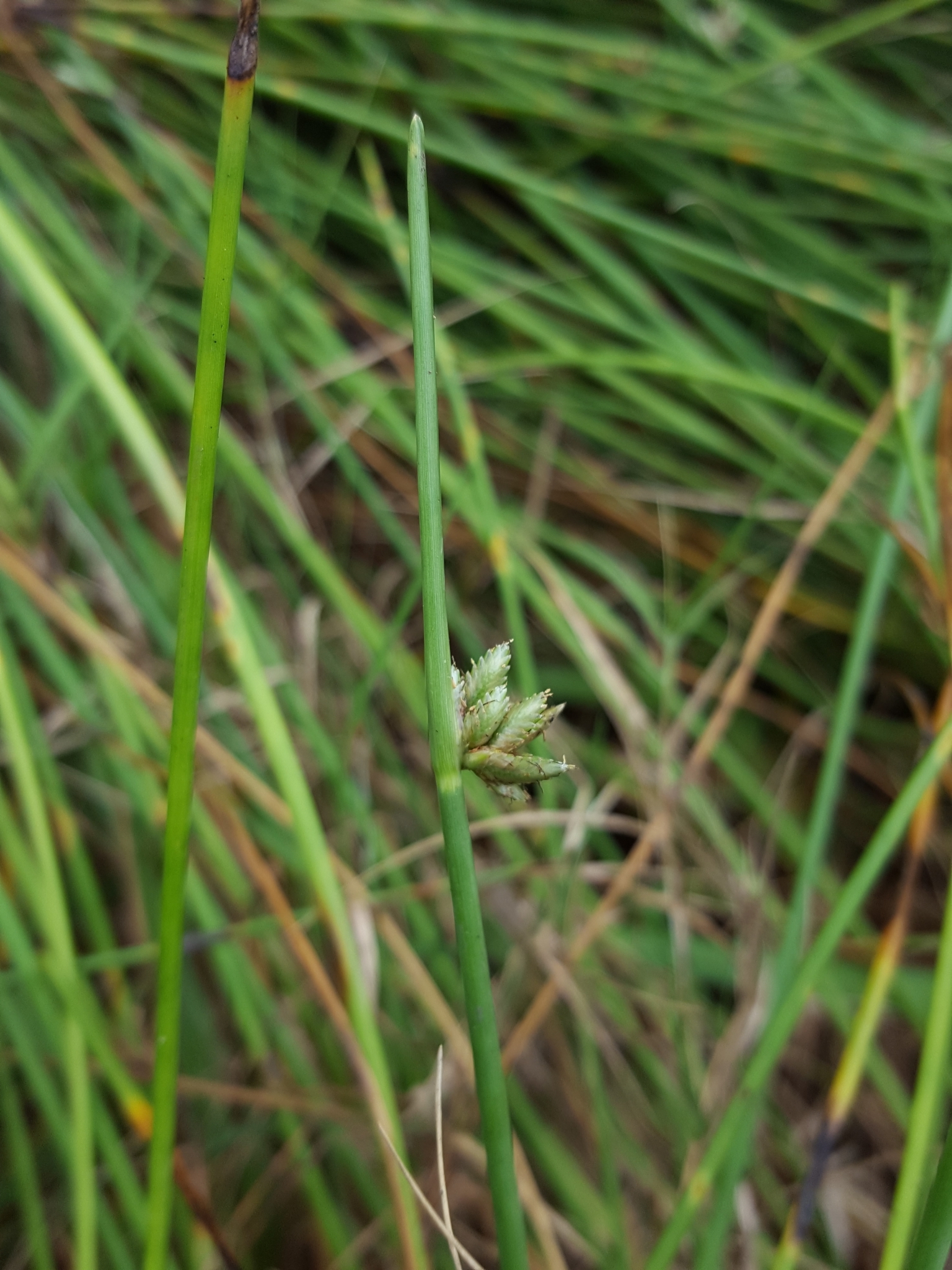 (c) François Rousseu, certains droits réservés (CC BY-NC) https://www.inaturalist.org/observations/119694316