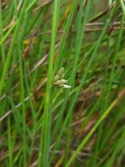 Cyperus laevigatus image