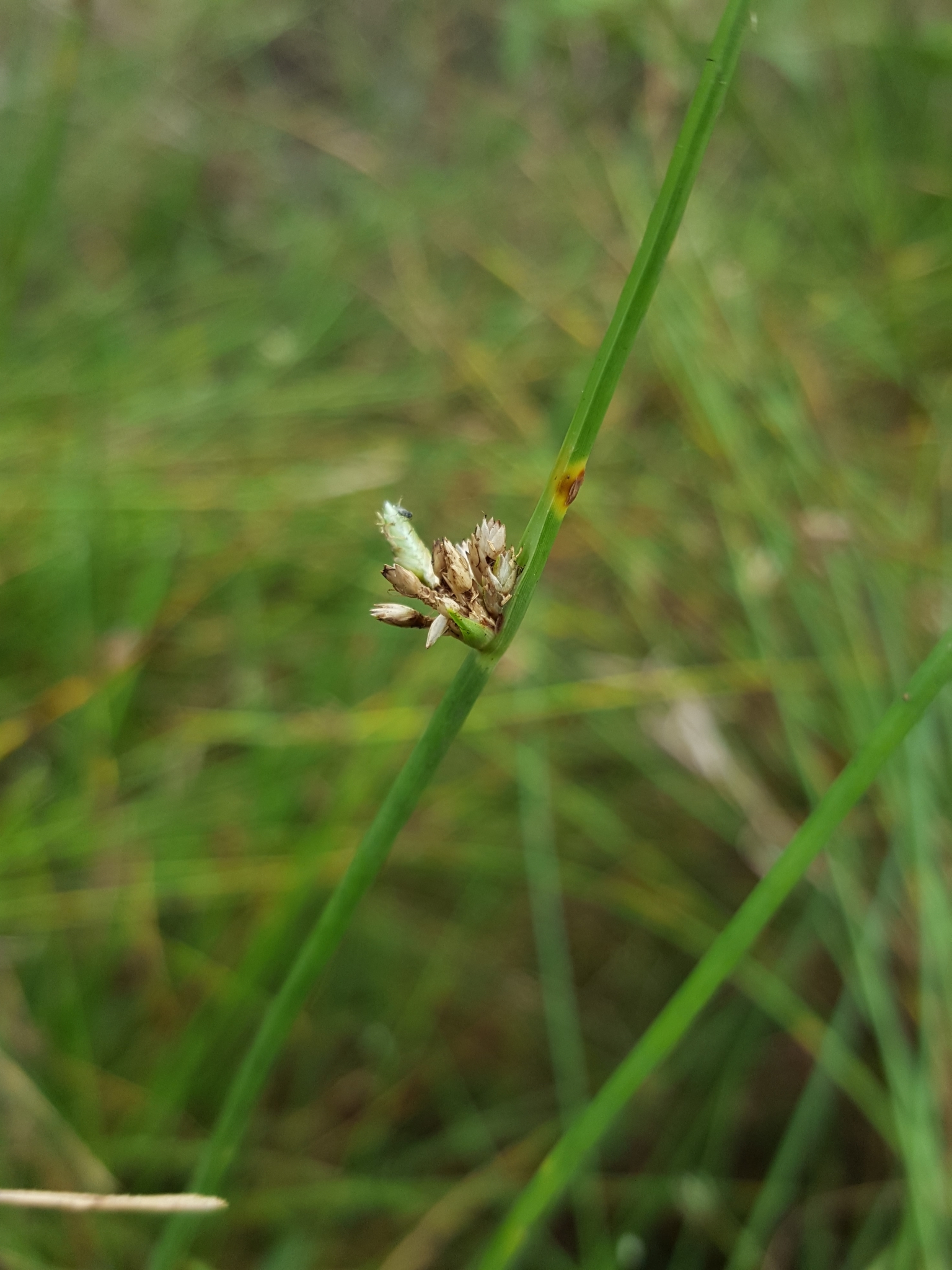 (c) François Rousseu, certains droits réservés (CC BY-NC) https://www.inaturalist.org/observations/119694316