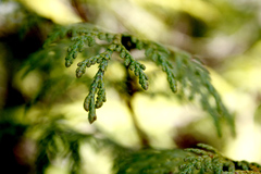 Cupressus nootkatensis