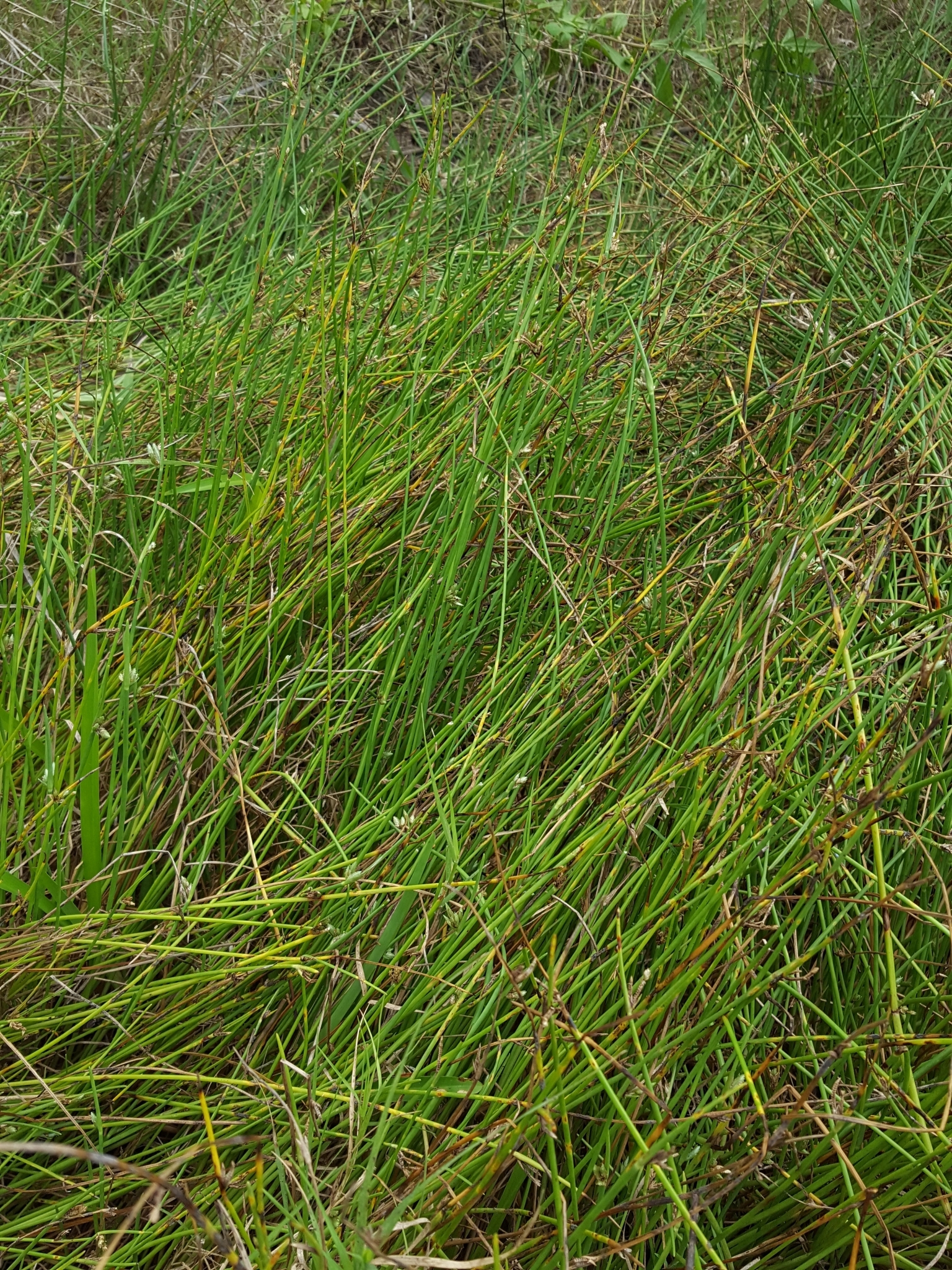 (c) François Rousseu, certains droits réservés (CC BY-NC) https://www.inaturalist.org/observations/119694316