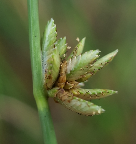 Cyperus laevigatus image