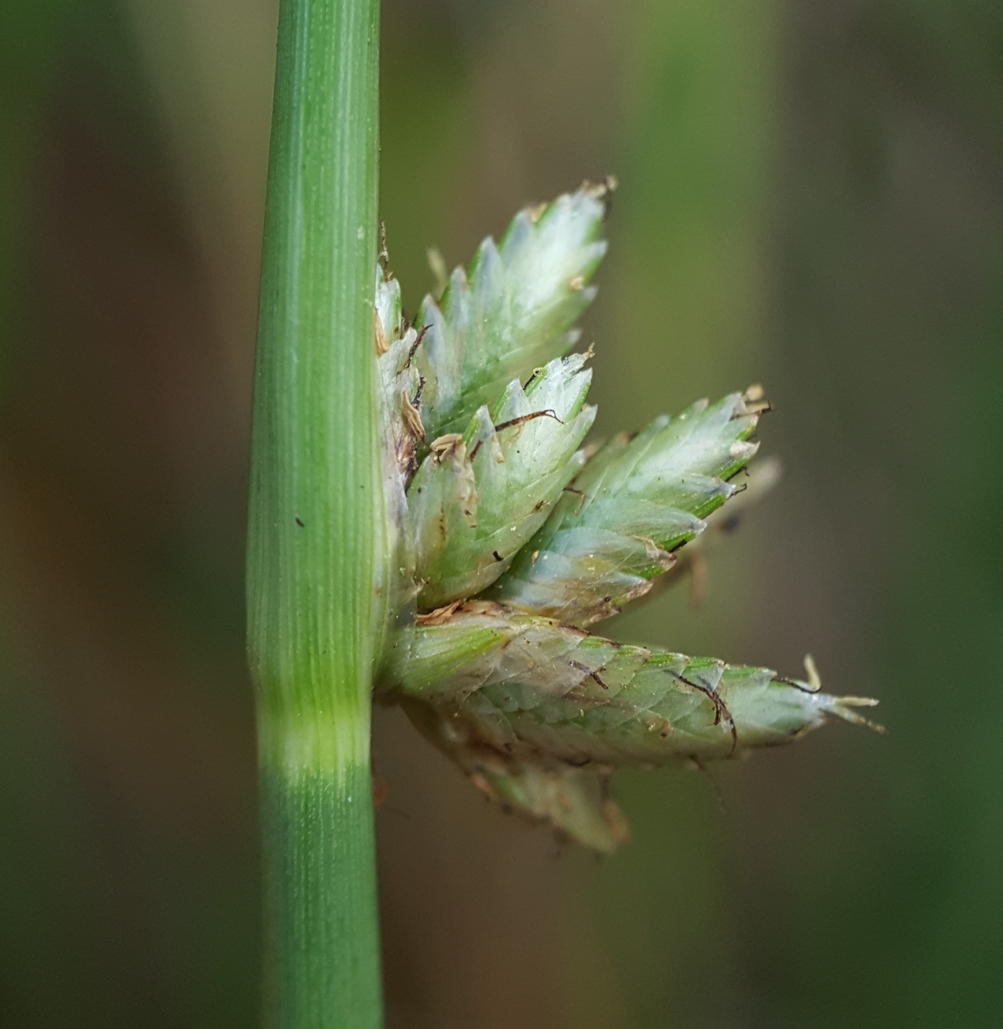 (c) François Rousseu, certains droits réservés (CC BY-NC) https://www.inaturalist.org/observations/119694316