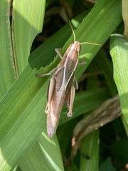 Paratylotropidia brunneri
