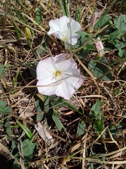Convolvulus arvensis