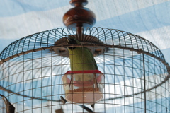 Chloropsis cyanopogon