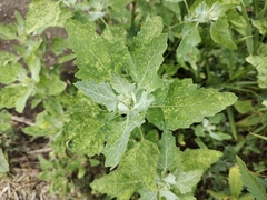 Chenopodium album