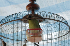 Chloropsis cyanopogon