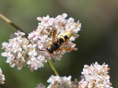 Euodynerus hidalgo viereckii