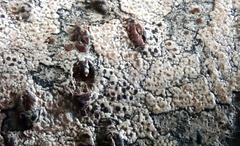 Lecanora kohu