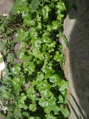 Hydrocotyle javanica