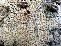 Lecanora kohu