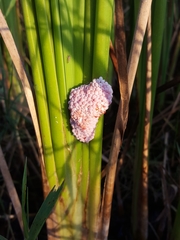Pomacea canaliculata