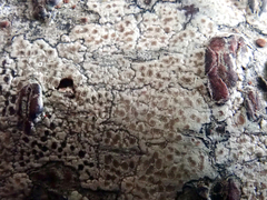 Lecanora kohu
