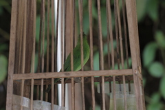 Chloropsis cyanopogon