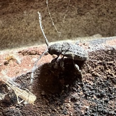 Ecyrus