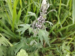 Leonurus quinquelobatus