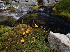 Erythranthe caespitosa