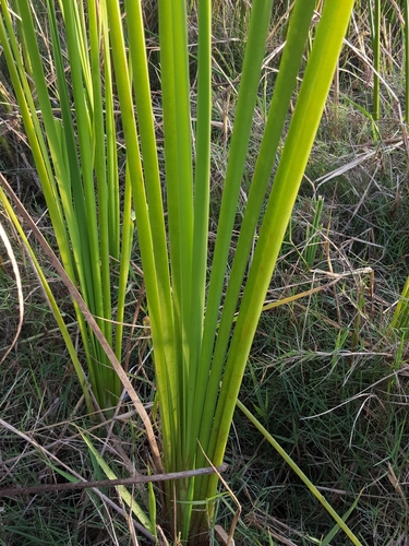 Typha image