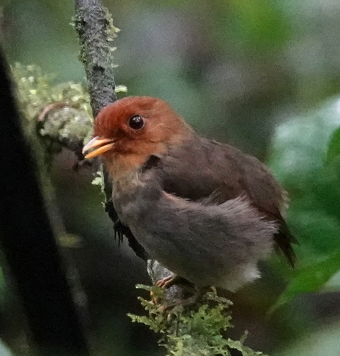 Hooded Antpitta (Grallaricula cucullata), photo 5
