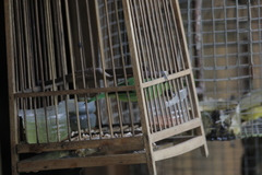 Chloropsis cyanopogon