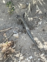 Sceloporus occidentalis becki