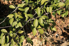 Pristimera longipetiolata