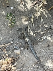 Sceloporus occidentalis becki