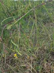 Sesbania bispinosa image