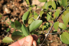 Pristimera longipetiolata