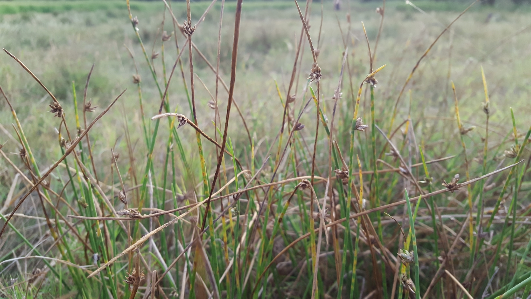 (c) François Rousseu, certains droits réservés (CC BY-NC) https://www.inaturalist.org/observations/119694780