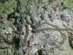 Macrophiothrix