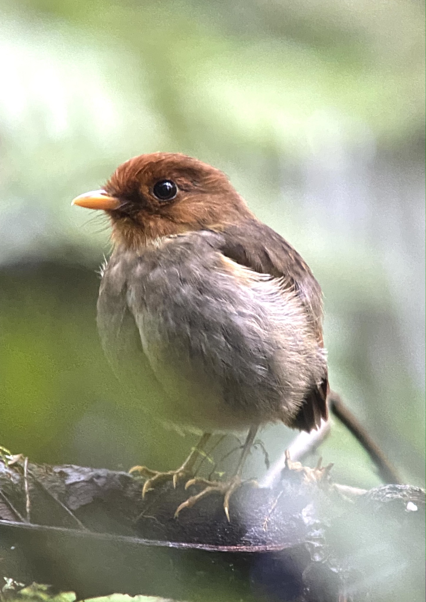 Hooded Antpitta (Grallaricula cucullata), photo 4