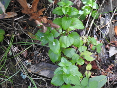 Clinopodium douglasii