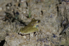 Polypedates discantus