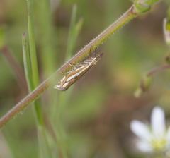 Crambus pratella