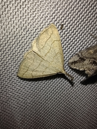 pamora hmatadlová (Polypogon tentacularia)