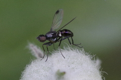 Sepsis fulgens