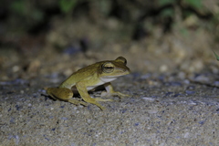 Polypedates discantus