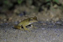 Polypedates discantus