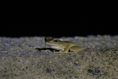 Polypedates discantus