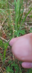 Thesium repens