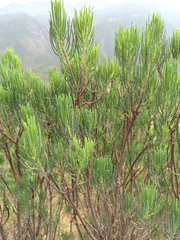 Dyscritothamnus filifolius