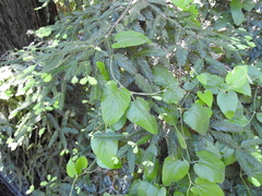 Aristolochia californica